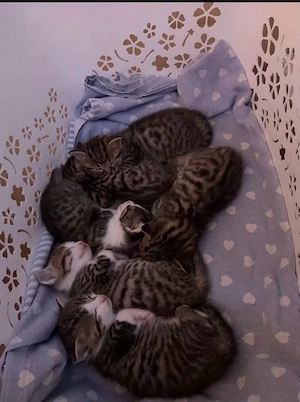 BKH EKH mix Kaztenbabys 