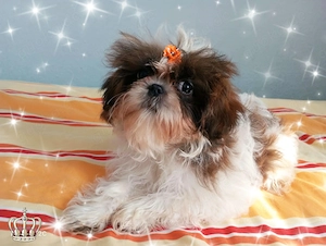 Shih Tzu Welpen - Mädchen (reinrassig) mit großem Herzen   