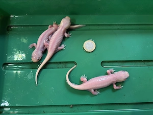 Tigersalamander 