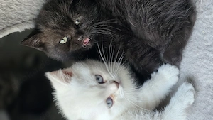 Bkh Kitten suchen ein liebevolles Zuhause ab 21.10 