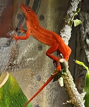 Anolis sagrei red, Orange Crush, Nachzucht 2026 aus Hobbyzucht
