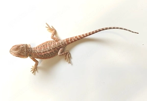 Farb-Bartagamen (Pogona vitticeps) NZ'26 aus eigener Nachzucht abzugeben