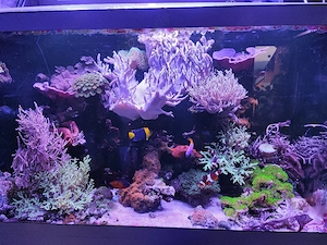 250 l Meerwasseraquarium zu verkaufen!