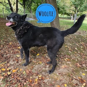 Woolfie, sanfter und katzenverträglicher Riese, stattlicher Schäferhund Mix
