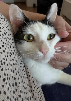 Hübsche junge Katze