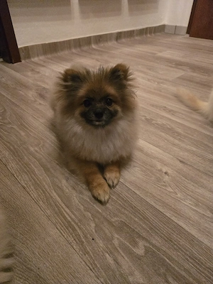 Pomerania 