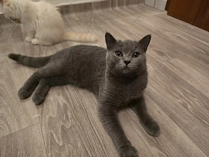 Britisch Kurzhaar kitten 