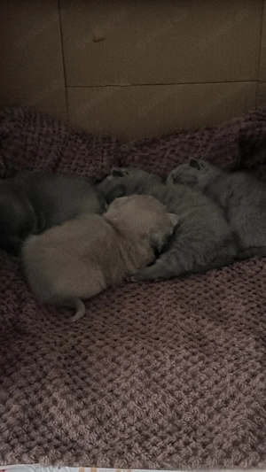  BKH Kitten   wunderschöne Blue & Lilac Babys ab Dezember 