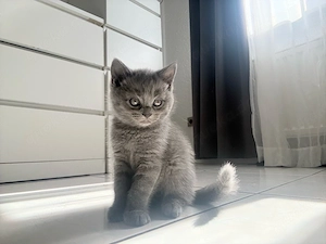 Silver sucht sein zuhause 