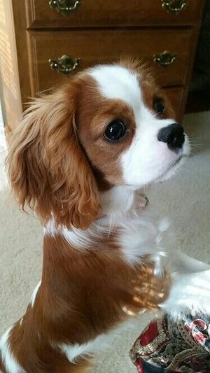 Cavalier King Charles Spaniel zur Adoption