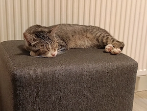 Junge Katze