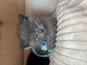 Britisch Kurzhaar Kitten