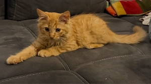 Ragdoll Kater Kitten 