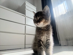azok sucht ein neues zuhause 