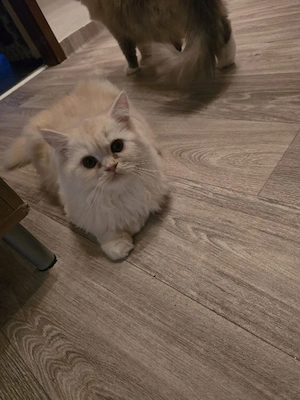 persa kitten 
