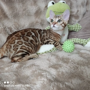 Wunderschöne Bengal Kitten mit Stammbaum. Abgabebereit.