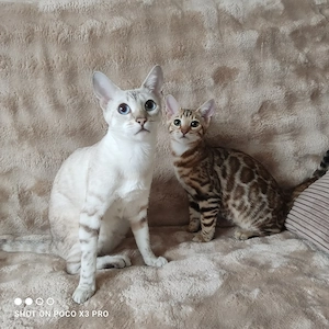 Wunderschöne Bengal Kitten mit Stammbaum. Abgabebereit.