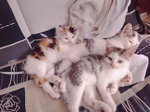 Main-Coon-Mix Kitten suchen liebevolles Zuhause 