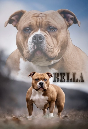American Bully Hündin Pocket 