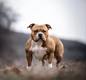 American Bully Pocket
