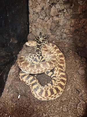 0.1 Bullennatter (Pituophis catenifer sayi) 