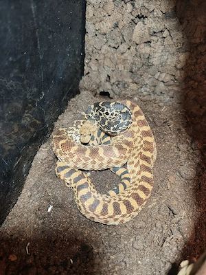 0.1. Bullennatter (Pituophis catenifer sayi)