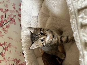  süße Baby Katzen