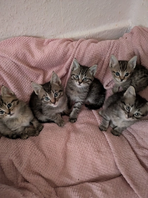 Kitten abzugeben 