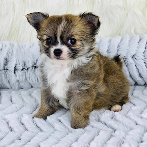 süß Chihuahuawelpe