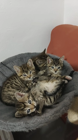 Mama ist BKH Kitten 1 Mädchen und 1 Junge suchen ein neues Zuhause