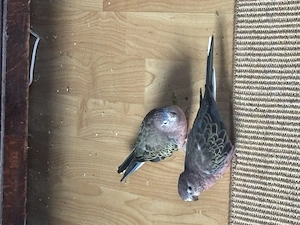 4 Bourkesittiche
