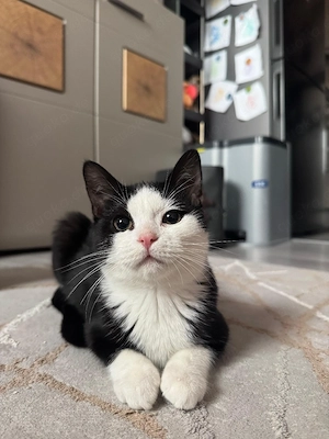 BKH Kitten weiblich Tuti