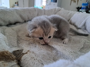 verkaufe britisch kurzhaar kitten 