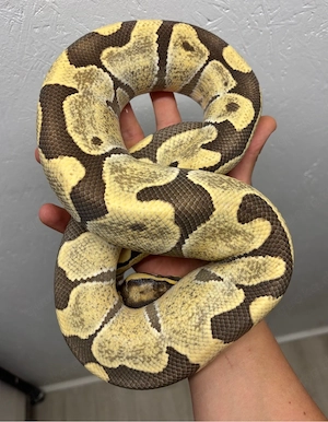 1.0 Enchi Orange Dream Desert Ghost