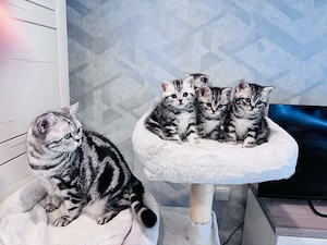 BKH Kitten Black Silver Tabby Clasic