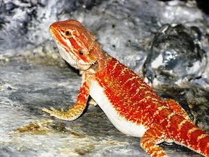 farbintensive Bartagamen, rot und citrus-rot Mix, ca. 22-25 cm, (Versand möglich)