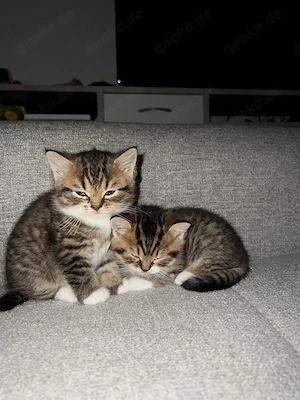 EKH BKH wunderschöne kleine flauschige Kitten 