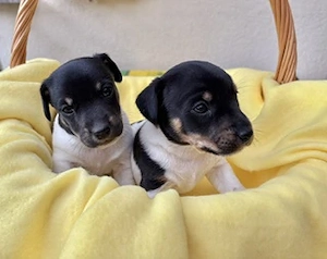 Wunderschöne Jack Russell Terrier Welpen ab Mitte Oktober abzugeben