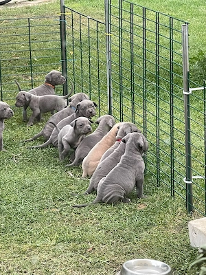 Cane Corso blueline 