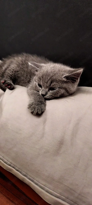 BKH-Kitten Blue Point weiß