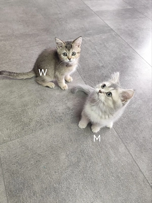BKH- Kitten 