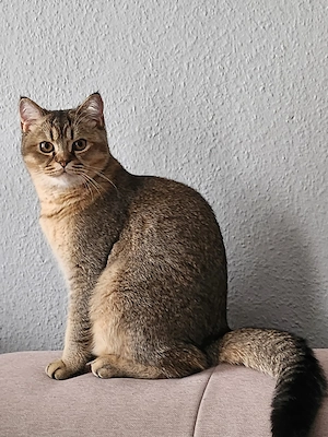 Reinrassige BKH Kitten 