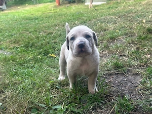 Cane Corso Welpe 