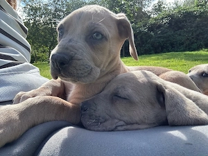 Cane Corso Welpe 