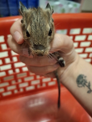 Vier kleine Degus suchen ab dem 08.10. ein liebevolles Zuhause