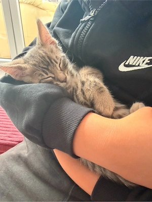 4 bezaubernde Kitten suchen ihr liebevolles Für-immer-Zuhause 