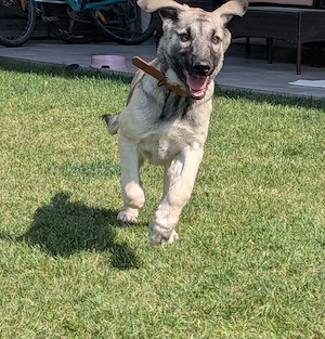 schäferhundmix sucht ab dezember