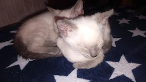katzenkinder geb.am 13.07.2026