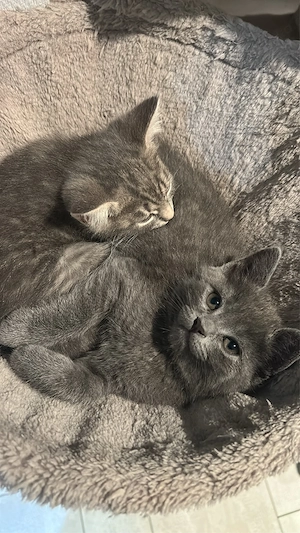 BKH Russisch Blau Kater