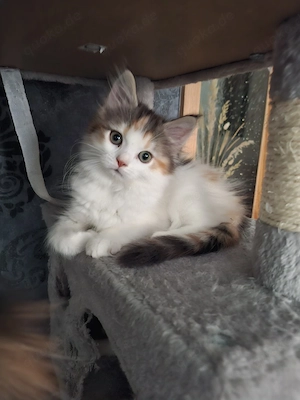 Edelmix Kitten Maine Coon - BLH  nur noch 1 Mädchen